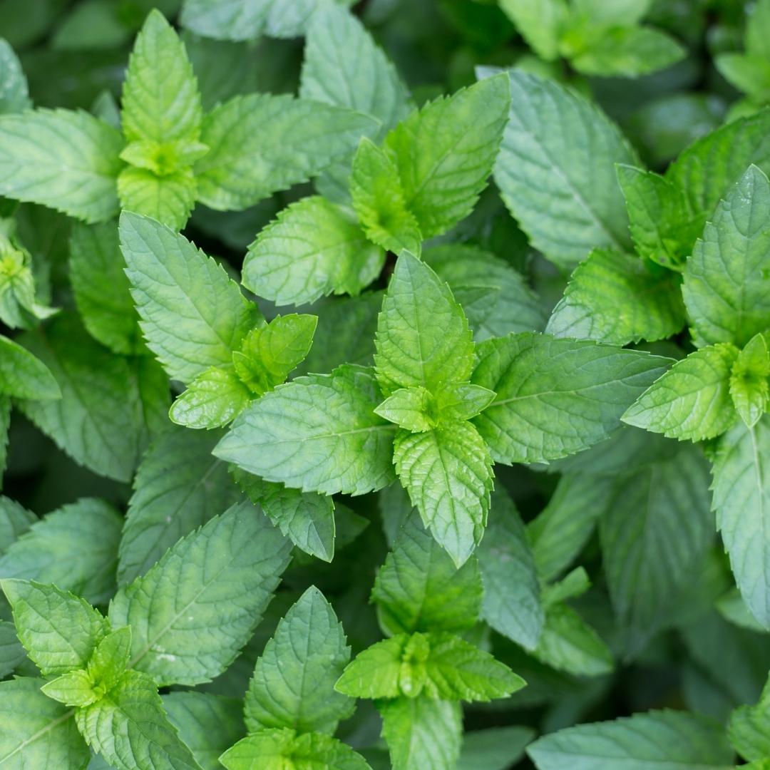 Organic Minty Muscle Relief