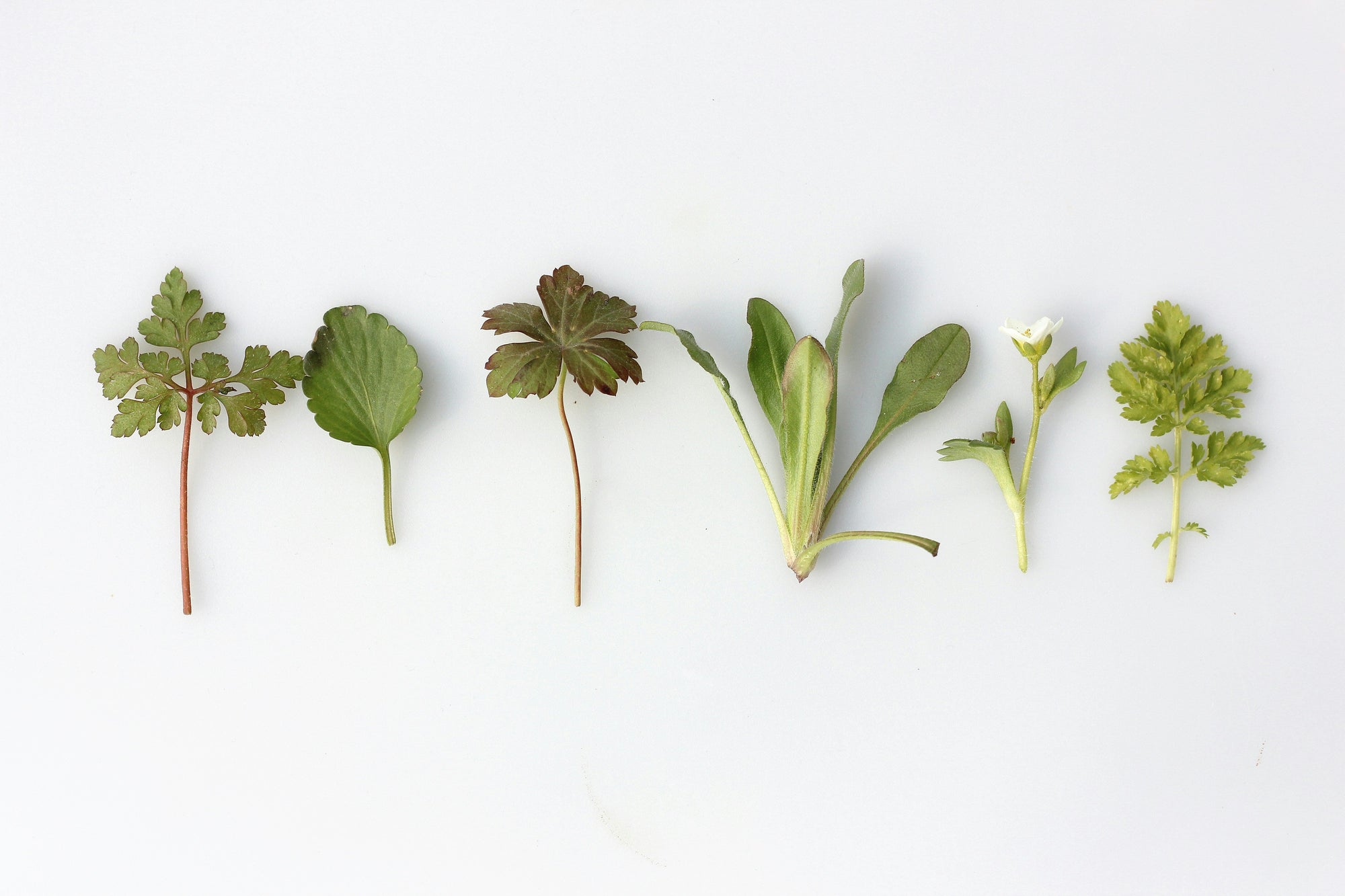 The Art of Creating Organic Herbal Salves: A Step-by-Step Guide